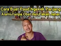 Download Lagu CARA MEMBUAT LOVEBIRD PAUD NGEKEK PANJANG