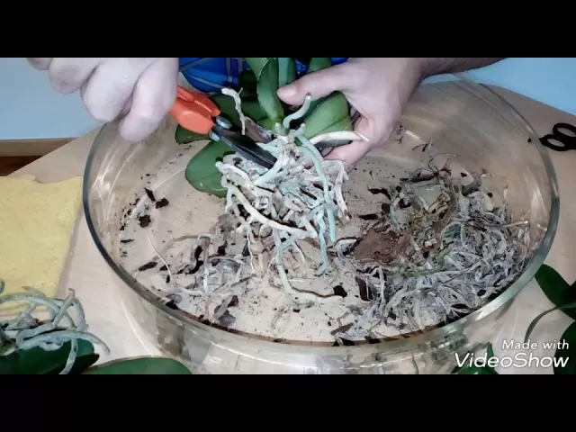 CÓMO RECUPERAR ORQUÍDEAS SIN RAÍCES Y DESHIDRATADAS (PARTE 2)