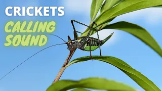 suara pemanggil jangkrik