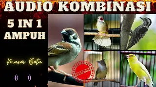 Download AUDIO MASTERAN KOMBINASI 5 IN 1 UNTUK BURUNG KICAU, MASTERAN MURAI KOMBINASI TERBAIK 2022 MP3