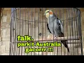 burung parkit Australia gacor