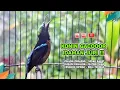 Download Lagu Konin Gacor Isian MEWAH‼️ COCOK untuk Masteran Murai Batu dan Pancingan Burung Bahan ( Episode 01 )