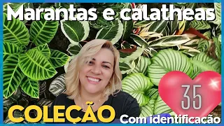 tour na minha coleção de marantas e calatheas com identificação de cada uma para vocês