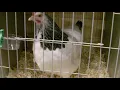 Light sussex bantam