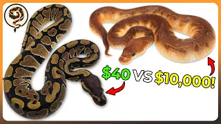 Ball Python Morphs from Least to Most Expensive