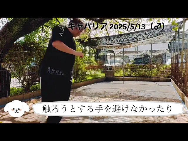 動画