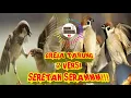 Lagu MASTERAN GREJA TARUNG SERETAN 2 VERSI !!! SPEED RAPET TERBARU !