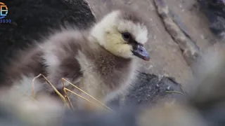سقوط صغار الوز من أعلى الجبل شوف النهاية  سقوط صغار الوز من أعلى الجبل شوف النهاية