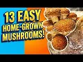 13 Different Mushrooms You Can Grow at Home