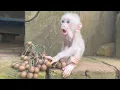 Download Lagu The baby monkey feels hungry, craves its mother's milk so it eats some wild fruit!