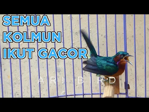Download MP3 Kolmun GACOR untuk memikat Kolibri muncang lainnya AGAR NYAUT dan GACOR