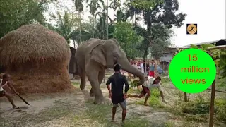 Download Rescue of Hungry Hidden Elephant from Jungle - See how a wild elephant enters a village MP3