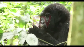 Omukama Oyo abadde musaale mu by’obulambuzi, eby’obuwangwa n’obutonde