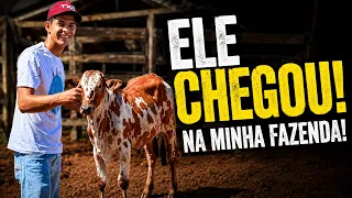 MEU NELORE PINTADO CHEGOU😍