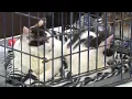 San Antonio Pets Alive makes 50 000th rescue