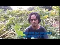 Download Lagu Cara memanen katak porang dengan benar