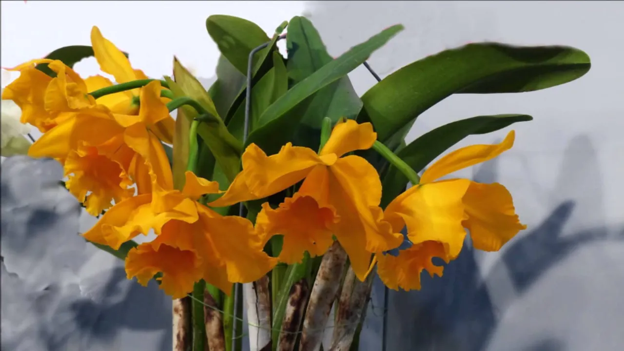 2015 蘭展 萬芳 戀 嘉德麗雅蘭, ORCHIDS CATTLEYA 2/2