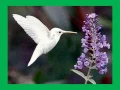 Download Lagu Albino Hummingbird
