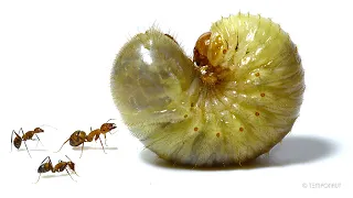 How Fast Can Ants Break Down a Giant Grub?