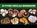 20 Types popular mushrooms name Mushroom name