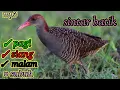 SUARA BURUNG SINTAR BATIK Mp3