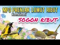 Lagu Suara Pikat Prenjak Lumut Ribut Dan Sogon Ribut Ampuh Untuk Pikat Burcil