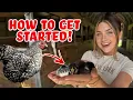 How to Raise Baby CHICKS for Beginners in 2025 Super cute chicks