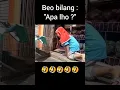 Download Lagu BURUNG BEO LUCU || Burung || Beo || #shorts #viral