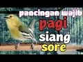 Download Lagu suara CIPOW/cipoh gacor Dorr sangat AMPUH MENAIKAN EMOSI GACOR pancingan paling sukses dan handal