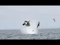 Killer Whales Displaying Spectacular Hunting Techniques in San Diego (Narrated)