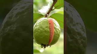 Guava Cutting ASMR sounds ????‍↔️???? | #guava #asmrsounds #asmr #fruitcutting #shorts #asmrvideo