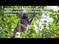 Download Lagu ASEAN Heritage Parks – Tasek Merimbun Heritage Park in Brunei Darussalam