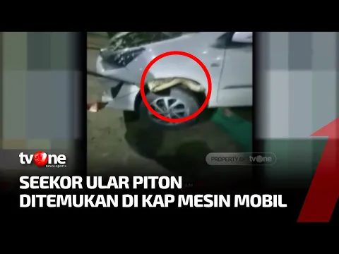Merinding, Ular Piton Sepanjang 4 Meter Sembunyi di Kap Mesin Mobil