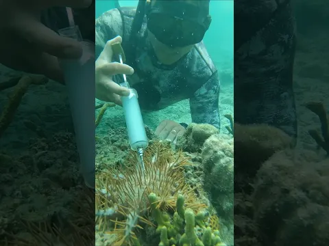 These starfish are harmful to the ecosystem #shorts