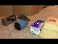Olives Learns An Awesome Agility Course Backwards on a Barrel
