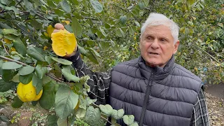 Если у вас есть участок — обязательно посадите это дерево!