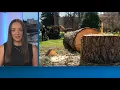 North Idaho College receives grant to restore lost trees