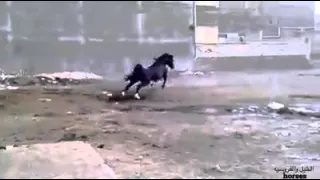 تأملت والدنيا  نشيد رأئع جدآ دندنها