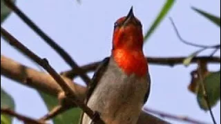 suara burung baret merah kemade cabe jawa untuk memancing bunyi dan untuk pikat