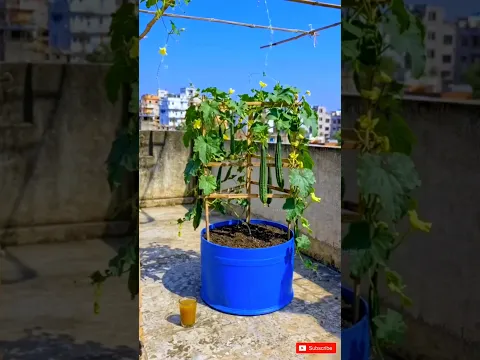 ছাদে ঝিঙ্গা চাষের সহজ উপায় 🌿 Rooftop Ridge Gourd Farming #shorts