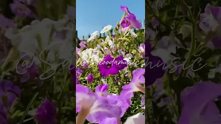 تک چوب  یوسف کریمی                دندنها