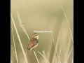 Morning Bird Symphony - Himalaya Nature