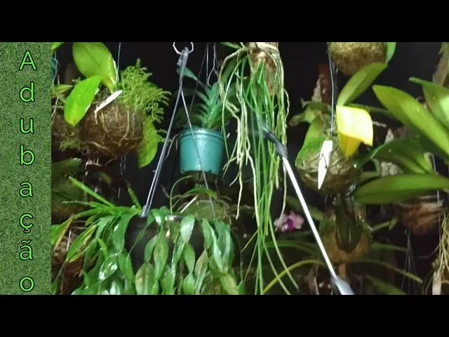 COMO ADUBO MINHAS ORQUÍDEAS