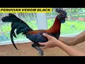 Venom Black Peruvian Breeder Philippines Ed Jaraba Kate and Kurt Farm