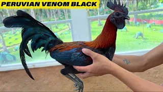 Venom Black Peruvian Breeder Philippines Ed Jaraba Kate and Kurt Farm