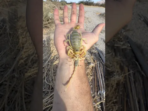 CATCHING VENOMOUS CREATURES IN THE DESERT!🏜️ #shorts