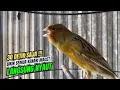 kenari gacor panjang AMPUH,, PANCINGAN KENARI AGAR BUNYI Jadikan BURUNG KENARI GACOR