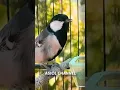 Download Lagu Suara burung gelatik batu gacor untuk masteran