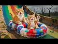 Download Lagu Mama Cat \u0026 Kitten Make Hamburger to Save for a Summer Water Park Trip 🐾🍔💦 Heartwarming Story
