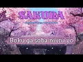 Download Lagu Sakura 「桜」- Kawaguchi Kyogo | Boku ga soba ni iru yo | Tiktok | Lyrics | cover by hima